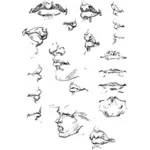 Desenhos de lápis de anatomia de rosto